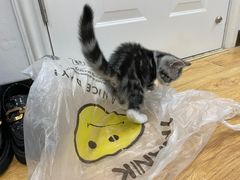-小猫来了·猫舍(红山六九七九店)