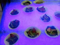 -长沙三景韦尔斯利酒店·Oval全日制餐厅自助餐