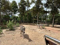 -清迈夜间动物园