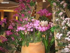 -三亚亚龙湾凯莱仙人掌度假酒店