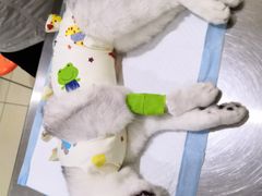 -米苏动物医院·犬猫专科·骨科外科内窥镜