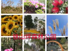 -铁山坪森林公园