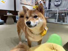 -逗柴咖啡屋·狗咖猫咖宠物桌游