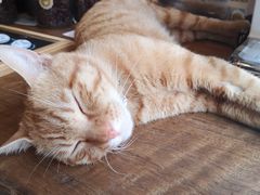 土豆猫咪-新月集庭院咖啡馆(老邮局店)