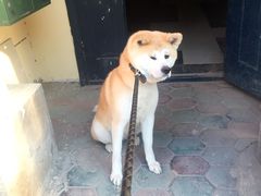 -A猫a狗全科·犬猫异宠·芥西宠物医院(南开总院)