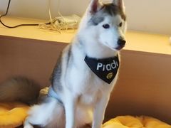 -Husky Go! 哈士奇体验馆·宠物咖啡厅狗咖