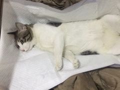 -灵美宠物诊所