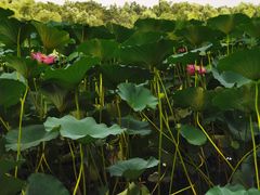 -长春市南湖公园