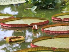 -国家植物园南园