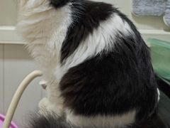 -中农国际动物医院24小时·猫科·骨科·急重症中心
