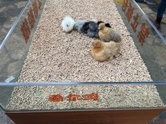 -南宫五洲植物乐园