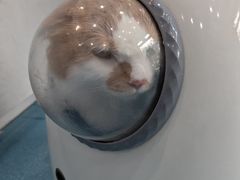 -宠颐生宠物医院·异宠猫科内科·诊疗中心宠巢店