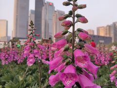 -海心沙亚运公园