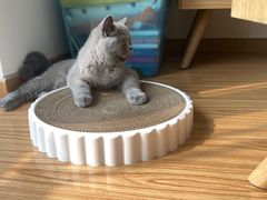 -猫大福·Fortune Cat猫舍(百子湾店)
