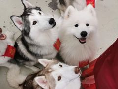 -星多哈·狗咖·拼豆·咖啡