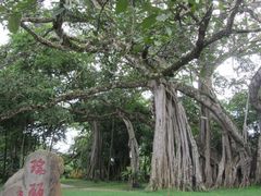 -瑞丽独树成林风景区