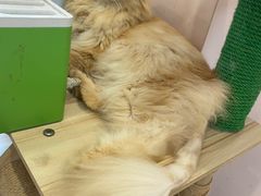 -猫咪派对(江南西店)