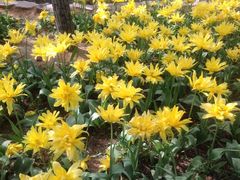 -洛阳郁金香牡丹园