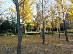 -莱西月湖公园