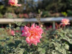 -人民公园(罗湖区)