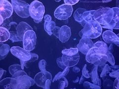 -长春中泰海洋世界