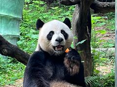 -广州长隆野生动物世界