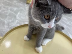 -猫力发电所·宠物专门店