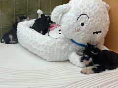 -帕帕拉兹宠物(亚洲旗舰店)