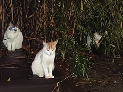 -南国桃园旅游度假区