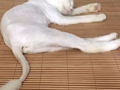 -守诺宠物医院·眼科· 特色牙科·异宠专科(虹口店)