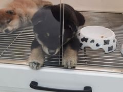 -柴源莊·柴小宠柴犬咖啡