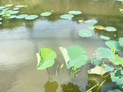 -上海共青森林公园