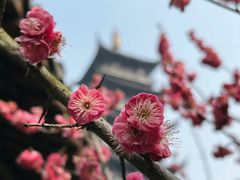 -乌镇景区