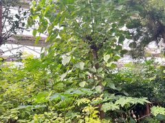 -呀路古热带植物园