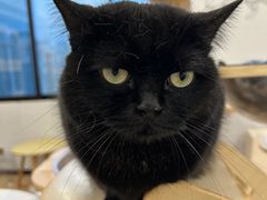 -有喵·猫咖·狗咖·40+猫狗有小奶狗(岗厦店)