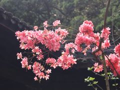 -天台山国清景区(国清寺)