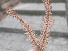 -石台牯牛降景区