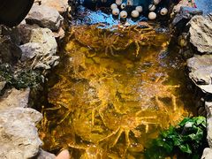-綱元·海鲜豆捞(明州里店)