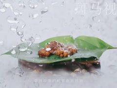 -斑马飞扬传媒·企业影视制作服务商(北京店)