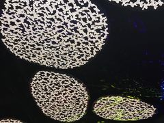 -证大喜玛拉雅中心