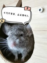 -飞梵造型