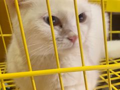-猫色咖啡·猫咖