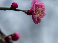 -香雪海