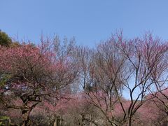 -杭州植物园