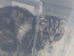 -利又安动物医院··老年病·猫科犬科·中兽医