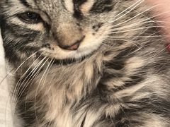 -天使宠物医院·犬猫分诊(彩虹店)