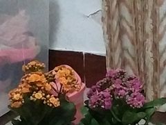 -秦美花卉(天朗·莱茵小城2期店)