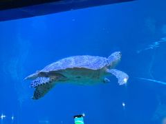 -海合安青岛极地海洋公园