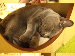 -猫和宫(六道口店)