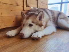 -Husky Go! 哈士奇体验馆·宠物咖啡厅狗咖